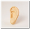 MAN-022 Ear